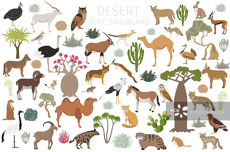 沙漠生物群落旱生灌丛自然区域图片素材