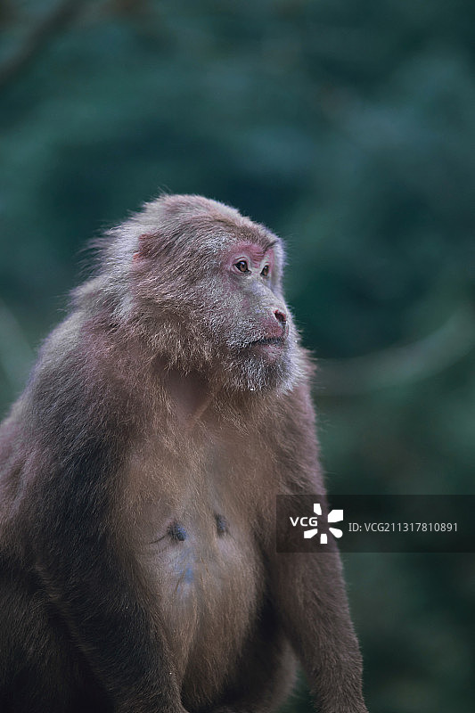 西岭雪山的猴子图片素材