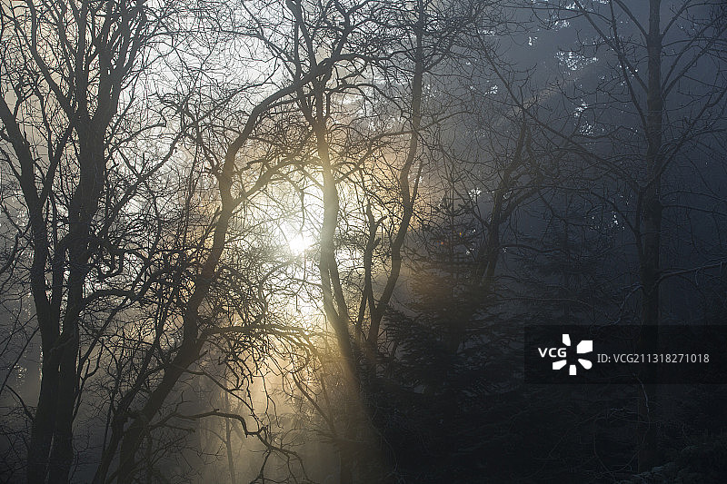 阳光穿过安布尔赛德附近的密林，湖区，英国。图片素材