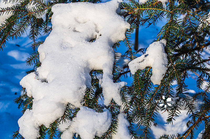 低角度的雪覆盖的树木对天空图片素材