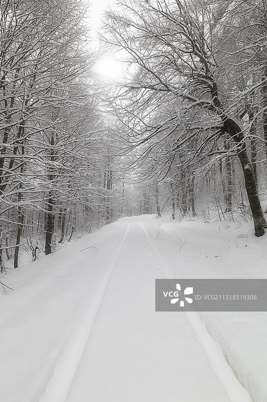 空旷的道路和光秃秃的树木在冬天图片素材