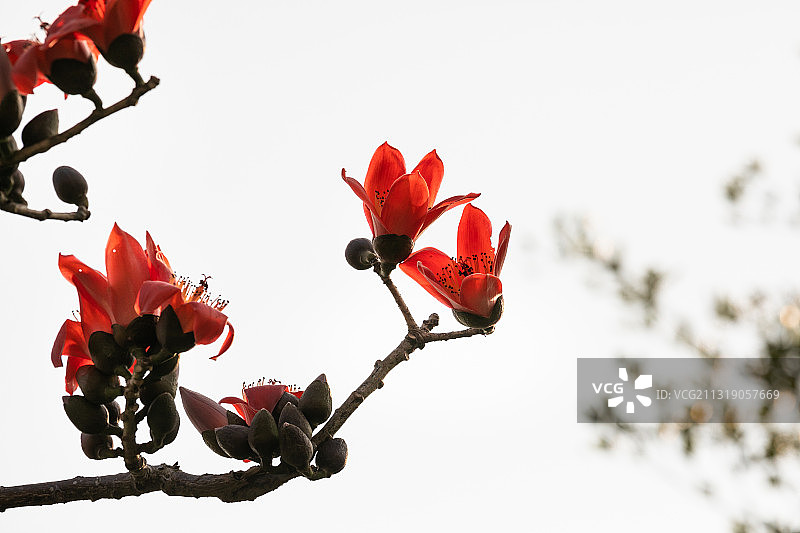 海南五指山木棉花植物花卉超清大图背景素材图片素材