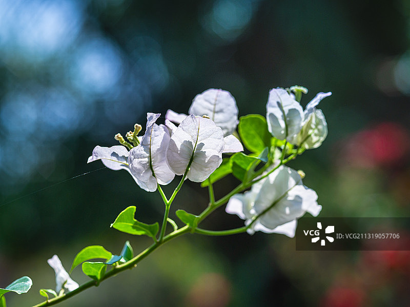 白色三角梅三亚市花植物花卉超清大图背景素材图片素材