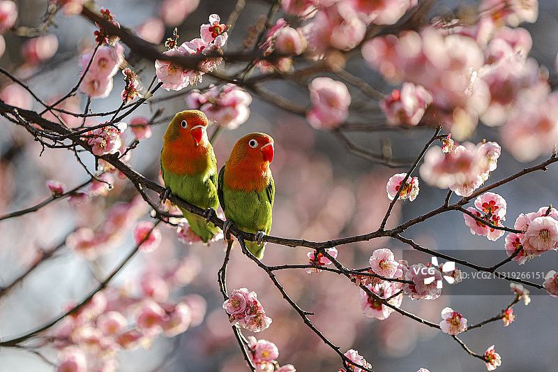 春-“梅”好鹦鹉图片素材