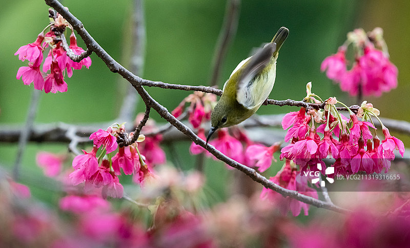 樱花树上的小鸟，低头专注地吸花蜜，尾巴高高翘起。图片素材