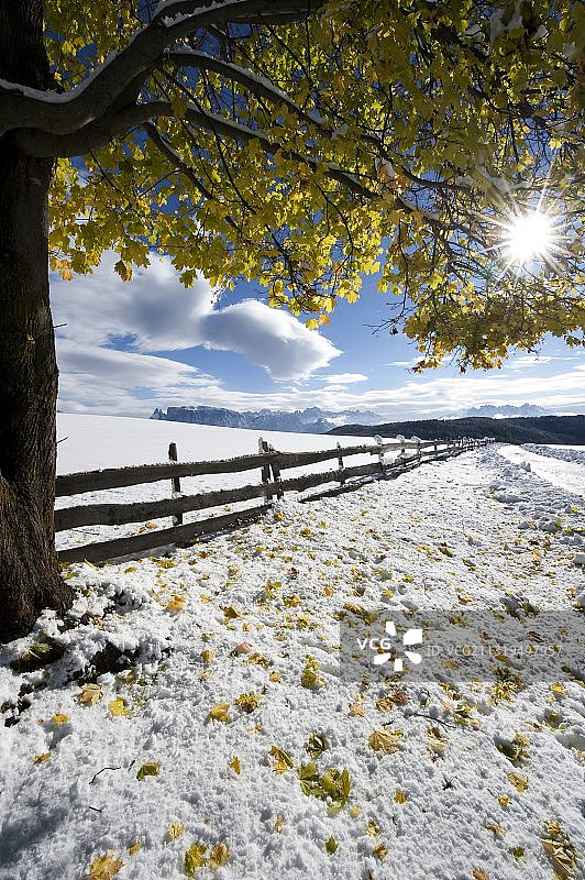 欧洲，意大利，南蒂罗尔，上阿迪杰，Sopra Bolzano，秋天，树和雪覆盖的草地图片素材