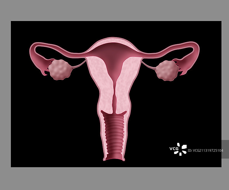 子宫，卵巢，输卵管，插图图片素材