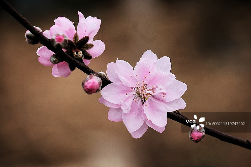 特写的粉红色樱花在春天图片素材