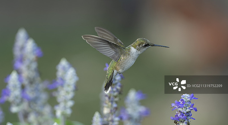 蜂鸟栖息在紫色花上的特写，高岭，美国密苏里州，美国图片素材