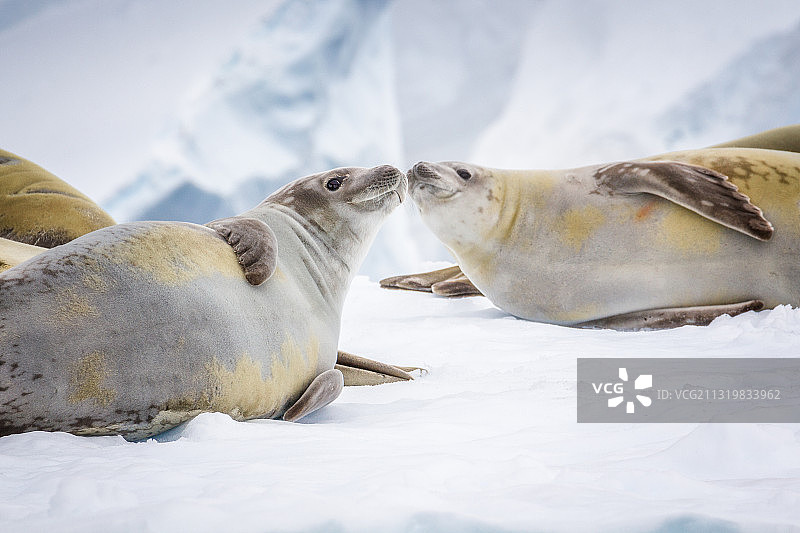 南极冰山上的食蟹海豹图片素材