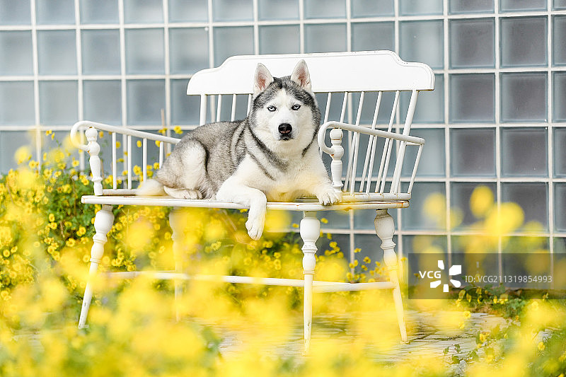 花丛中的西伯利亚雪橇犬图片素材