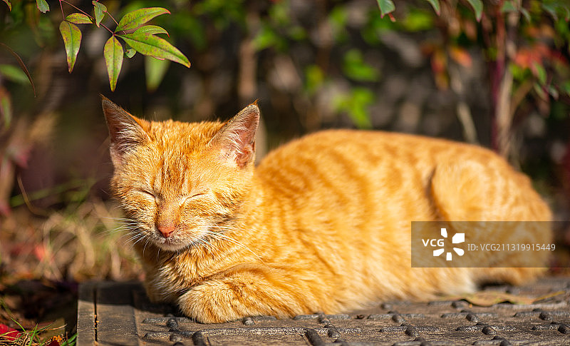 橘猫，慵懒，睡觉，注视，背影，特写，微距，橙色图片素材