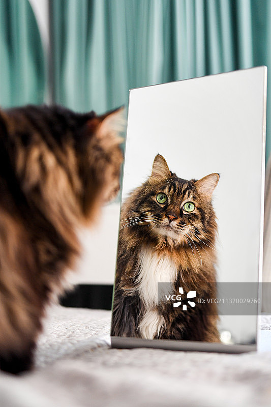照镜子的猫图片素材