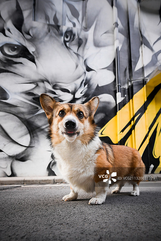 涂鸦墙前的威尔士柯基犬图片素材