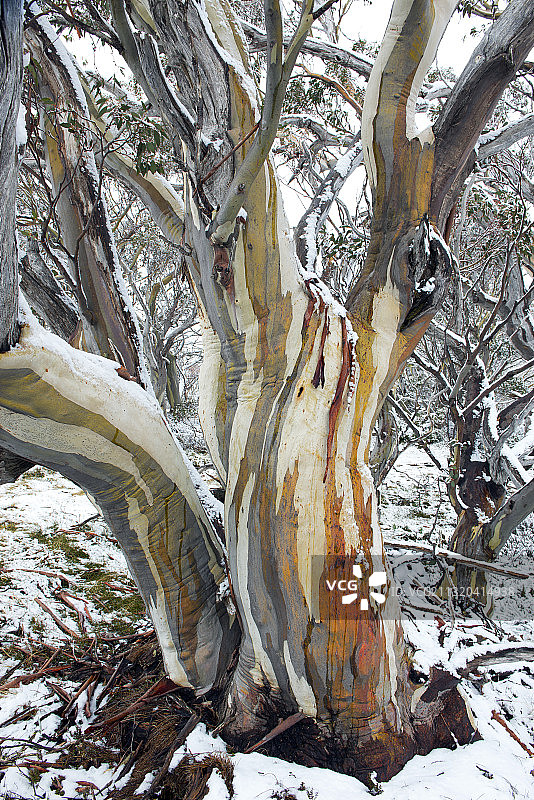 澳大利亚维多利亚州阿尔卑斯国家公园的雪桉树图片素材