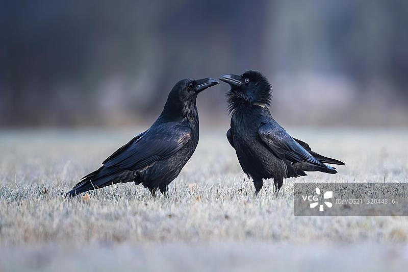 求偶期间常见的乌鸦(Corvus corax)对，中易北生物圈保护区，萨克森-安哈尔特，德国，欧洲图片素材