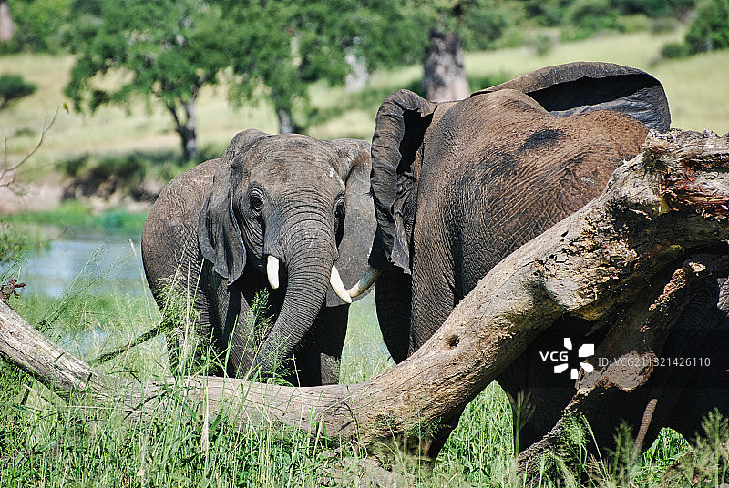 坦桑尼亚米库米，一只非洲象和它的幼象图片素材