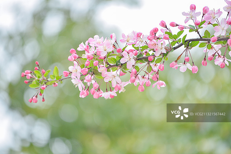 昆山樱花季节图片素材