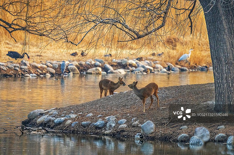 湖边的小鹿图片素材
