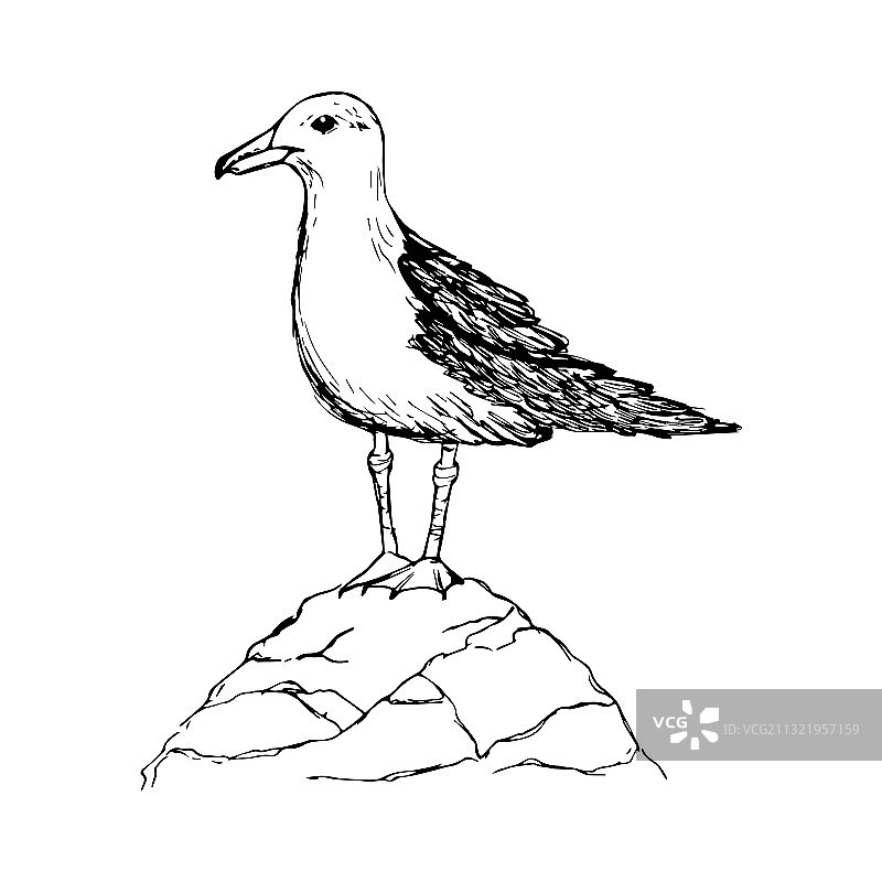 一只海鸥孤立在一块白色的石头上图片素材