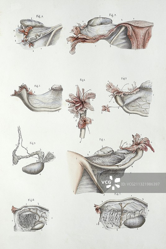 女性生殖系统，1839年的艺术品图片素材