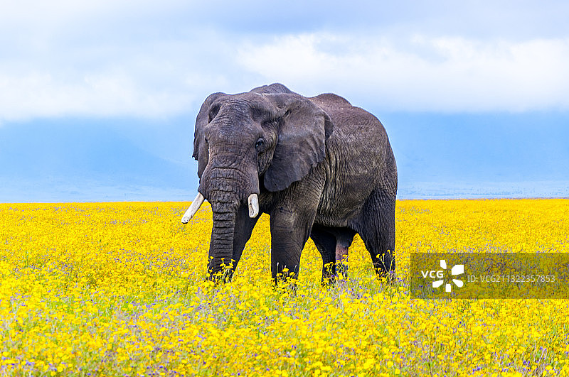 坦桑尼亚恩戈罗火山口草地上的大象图片素材