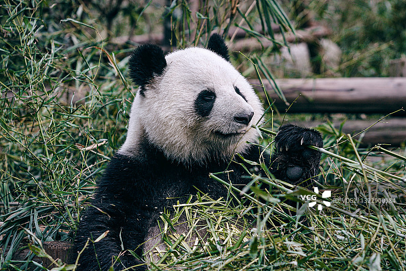 成都大熊猫繁育基地的大熊猫图片素材