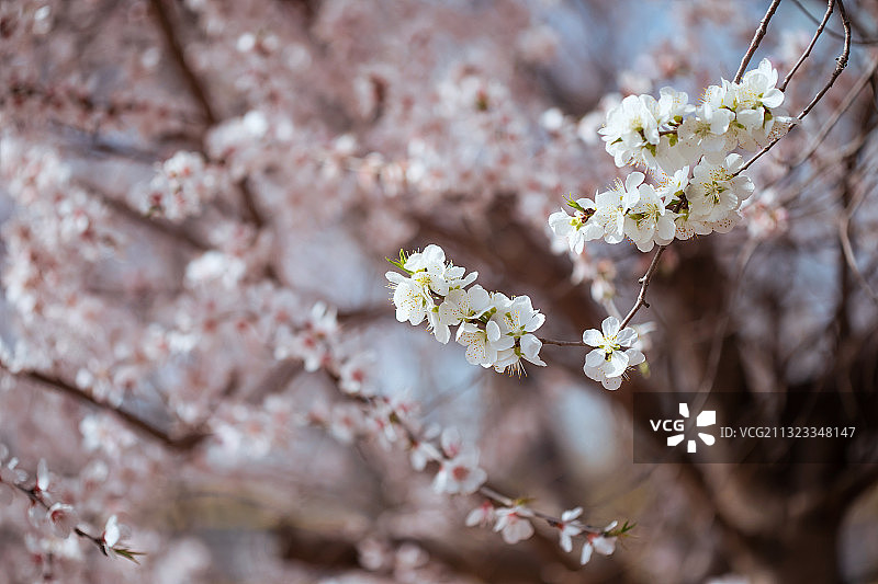鲜花盛开,桃花,春天,中国文化图片素材
