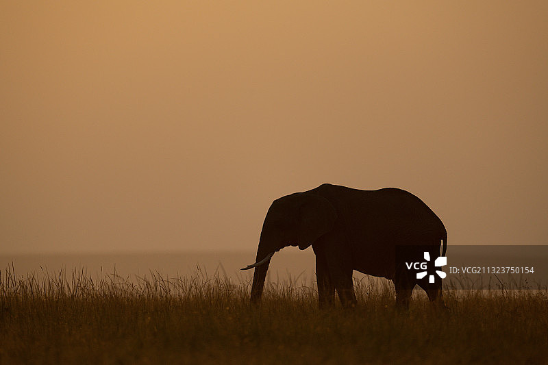 肯尼亚科亚基地平线上日落时的非洲丛林象图片素材