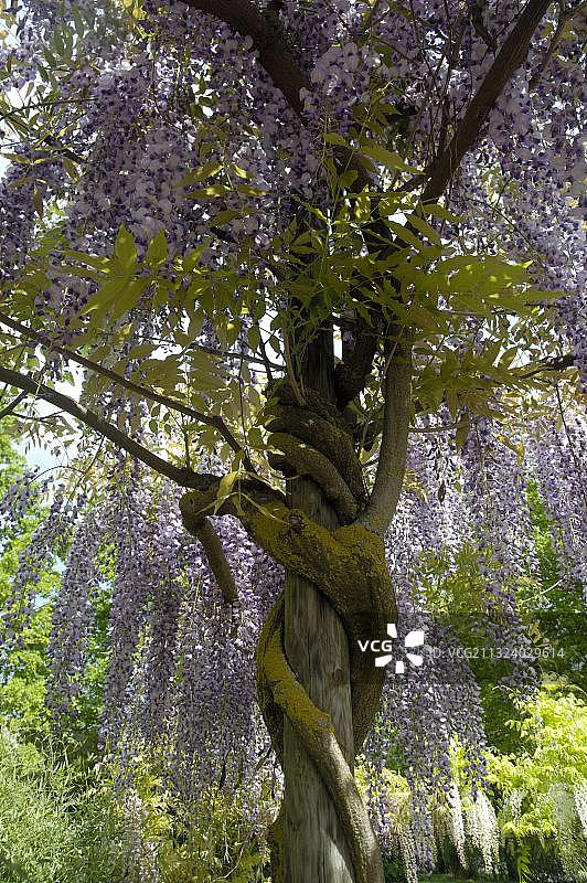 中国紫藤(wisteria chinensis)图片素材