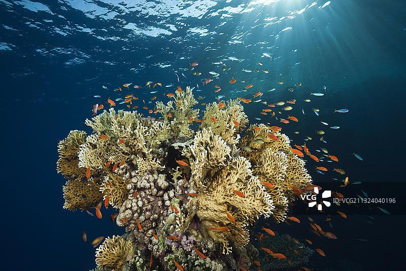 Lyretail Anthias (pseudoanthias squamipinnis)和火珊瑚，圣约翰，红海，埃及，非洲图片素材