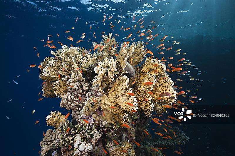 后宫旗鱼和火珊瑚，Elphinstone，红海，埃及，非洲图片素材