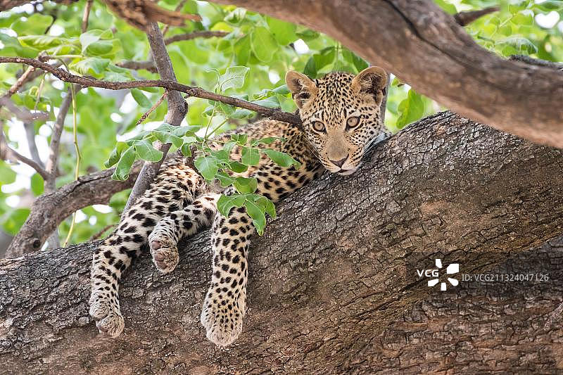 豹，年轻，莫雷米野生动物保护区，奥卡万戈三角洲，博茨瓦纳，非洲图片素材