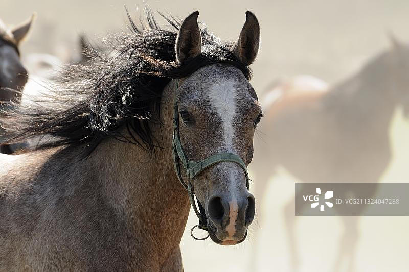 阿拉伯纯种马，驰骋在尘土中的年轻母马，肖像图片素材