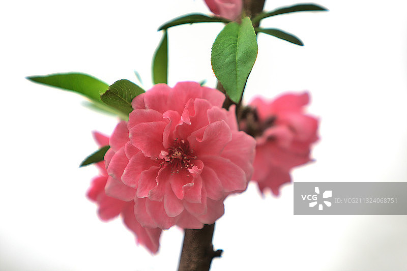 春天里盛开着的桃花图片素材
