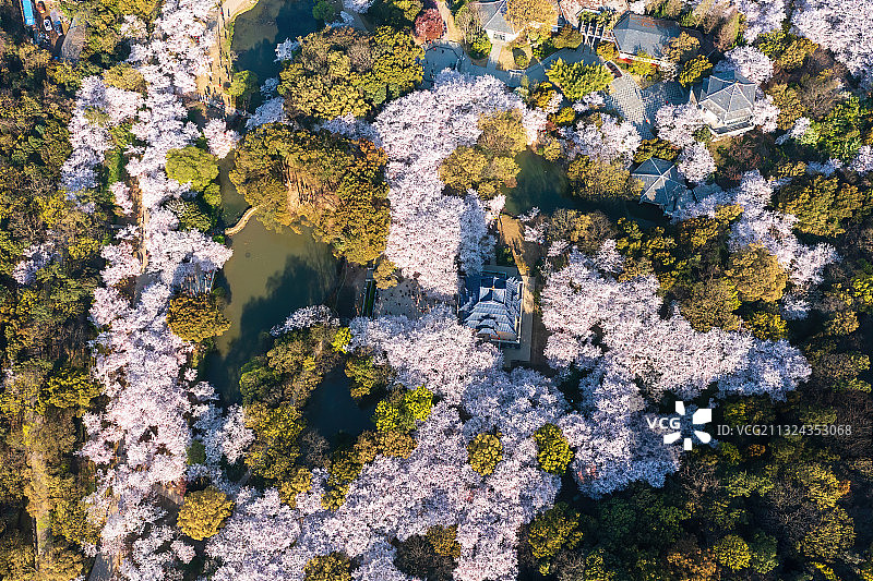无锡太湖，鼋头渚，春天樱花开，航拍图片素材