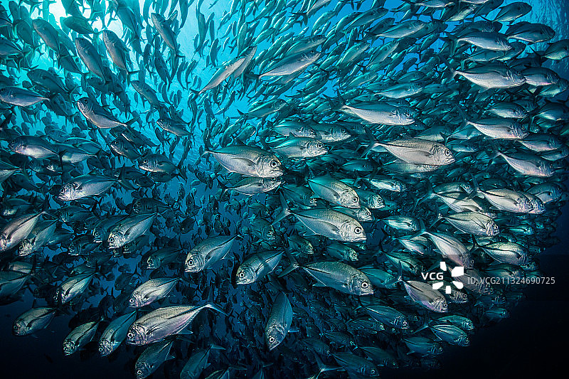 热带鱼的水下摄影图片素材