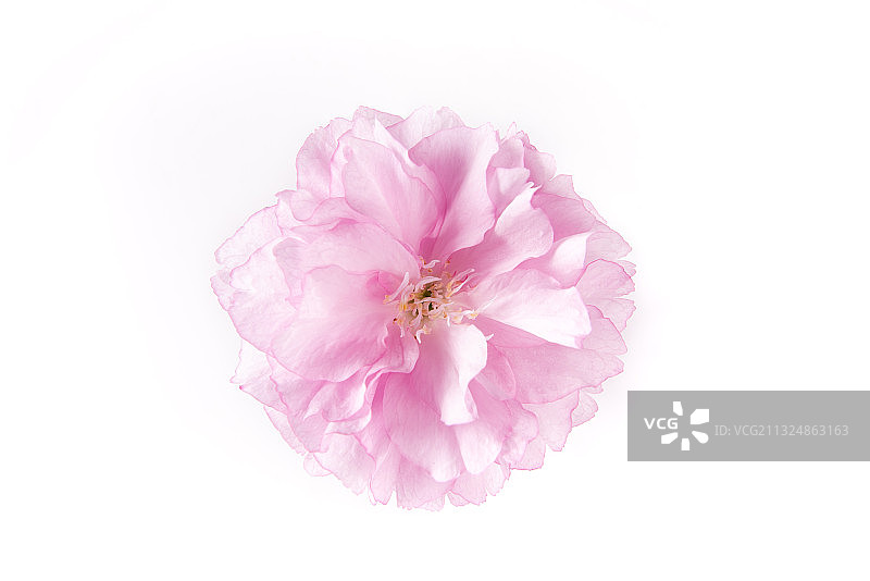 一朵粉色樱花花朵素材，白色背景图片素材