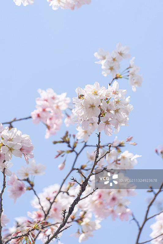 蓝天下开得灿烂的樱花图片素材