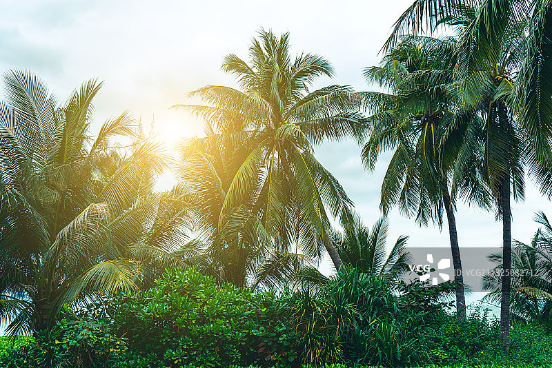 热带植物棕榈树林风光图片素材