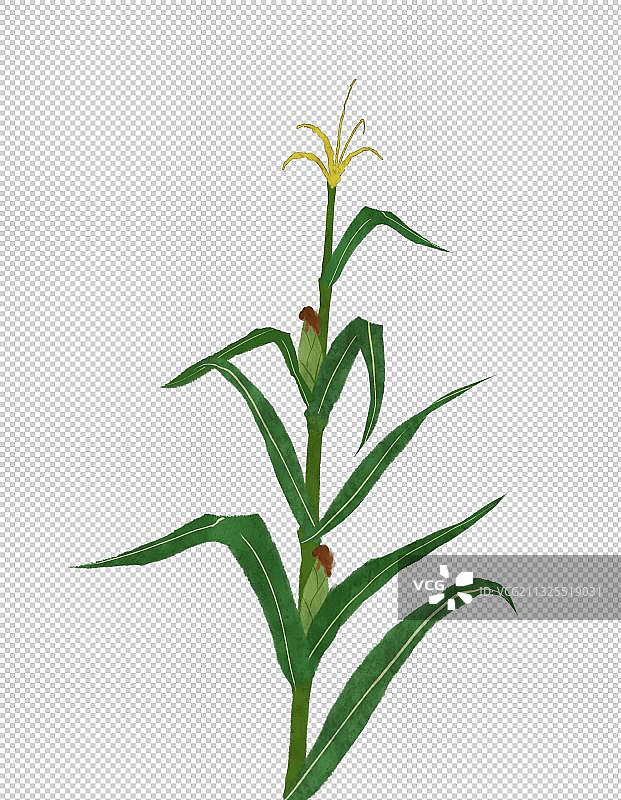 玉米插画素材图片素材