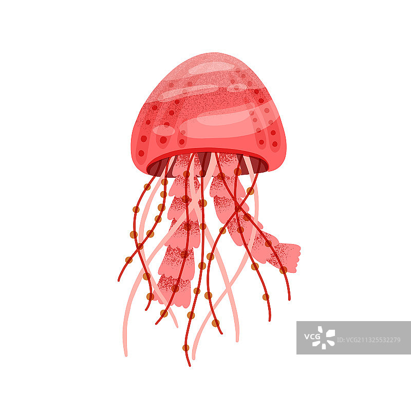 红色明亮的水母孤立在白色背景图片素材