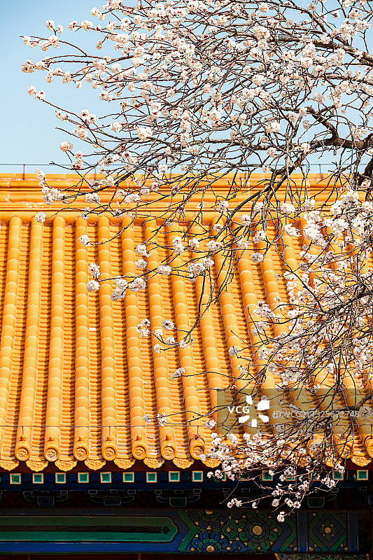 春天北京故宫博物院里盛开的白色杏花图片素材