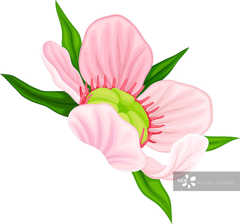 花艳丽的麦卢卡开花植物与粉红色图片素材