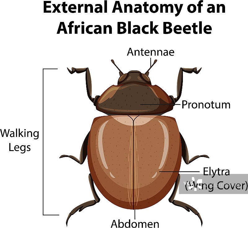 外部解剖一只非洲黑甲虫图片素材