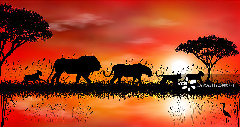 日落时分非洲大草原上的狮子图片素材