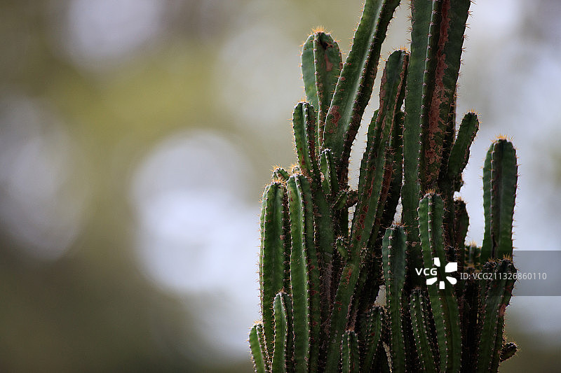 美国德克萨斯州的仙人掌植物特写图片素材