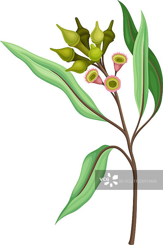 桉树花的小枝，有木本果实或球果图片素材