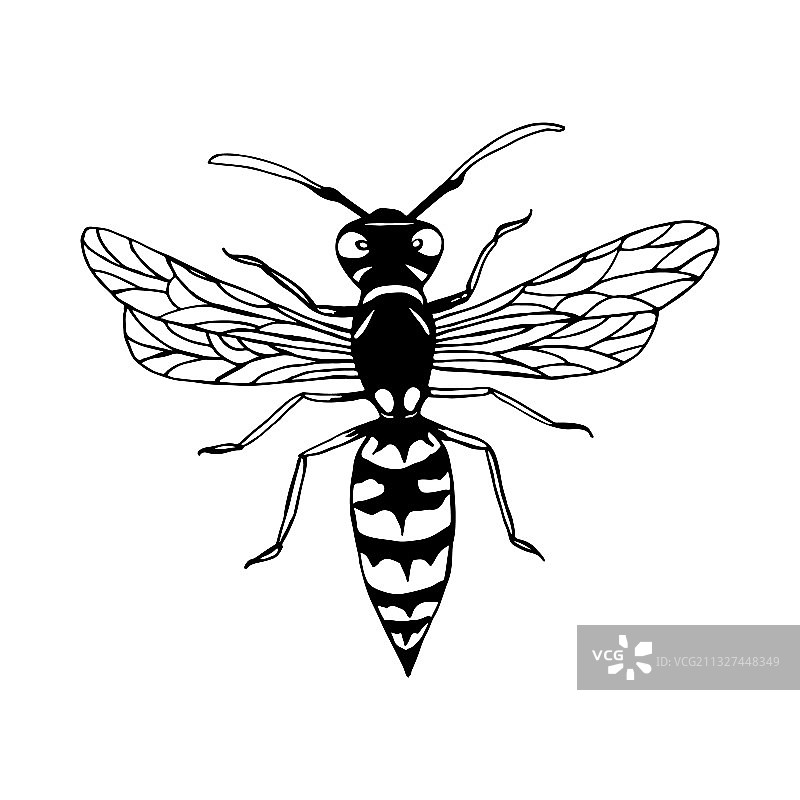 黄蜂卡通素描风格的昆虫着色页图片素材