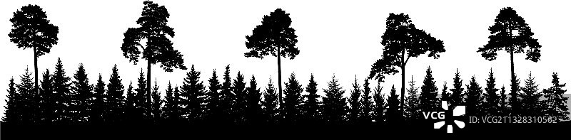 松树和针叶林剪影全景图片素材